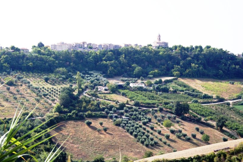 Hill with Altidona in the background