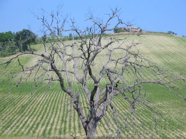 Near Mazzangrugno, municipality of Jesi