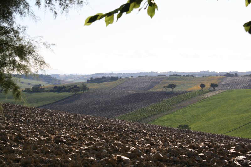 Nei pressi di Montemarciano