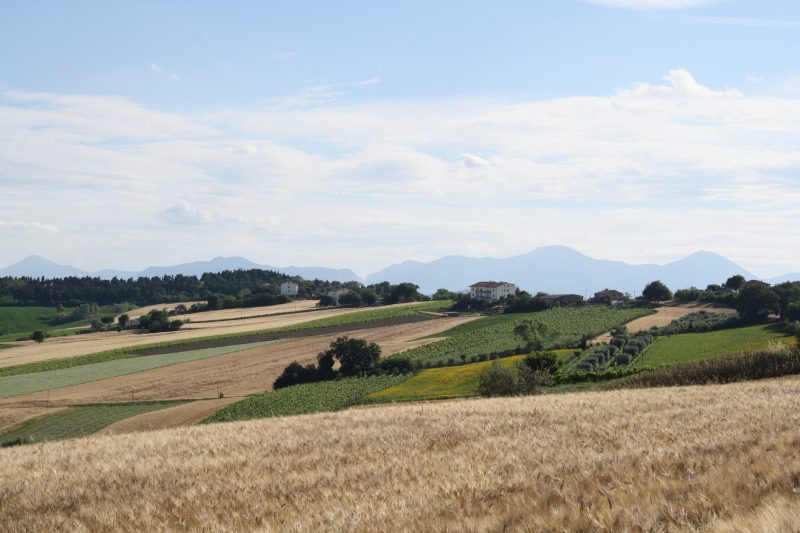 Between Castelleone di Suasa and Corinaldo