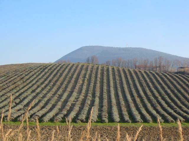 In view of Mount Conero