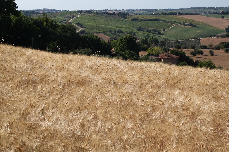 From Monsano towards the hills