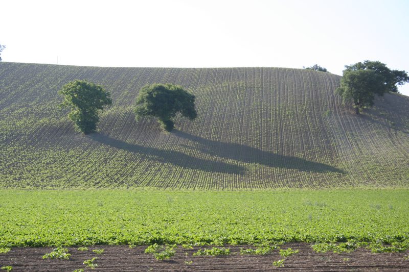 In der Nähe von Cingoli