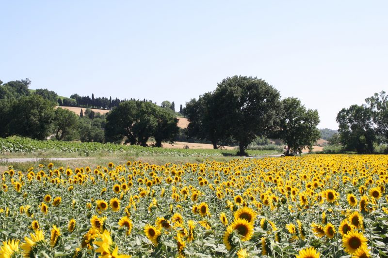 Nei pressi di Monterado