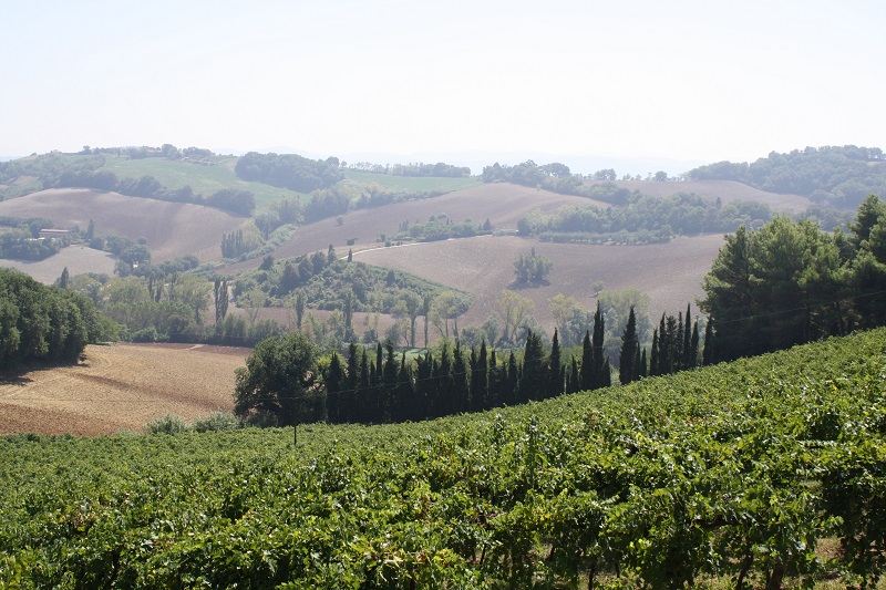 Within the Monte San Bartolo Park