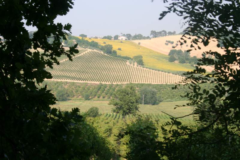 Near Sant'Amico, municipality of Morro d'Alba