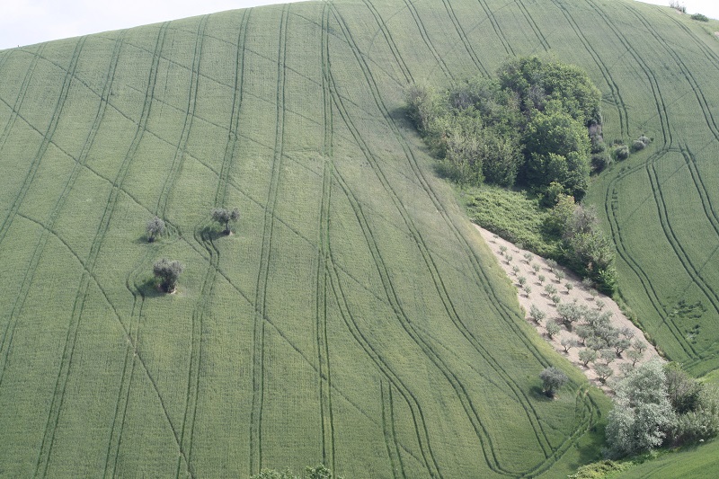 Near Trivio di Ripatransone