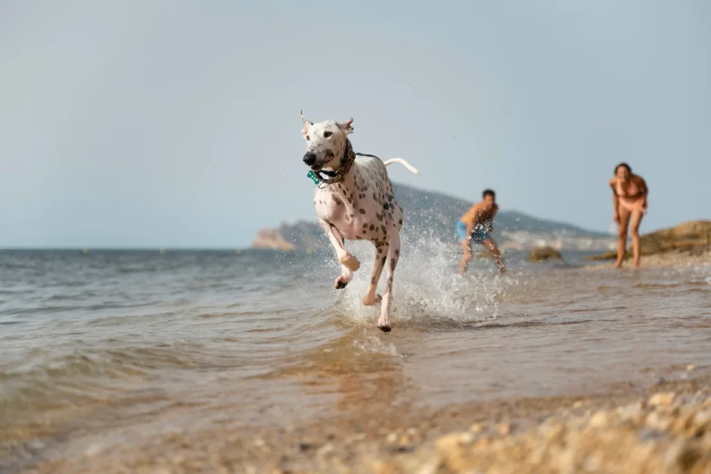 Spiagge Pet-Friendly Ancona Marche