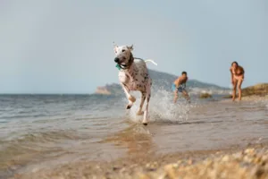 Spiagge Pet-Friendly Ancona Marche