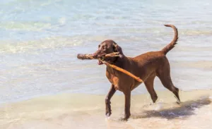 Dog Beach Grottammare - Marche
