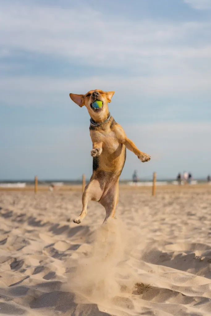 Dog Beach Marche