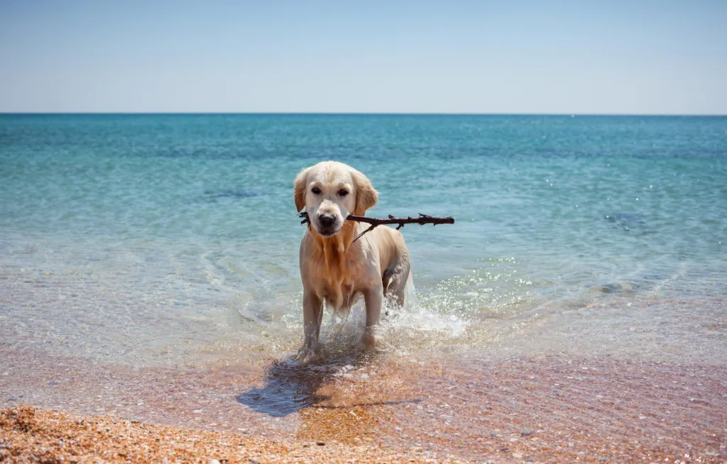 Spiagge Pet Friendly Marche