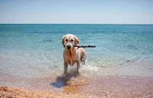 Spiagge Pet Friendly Marche
