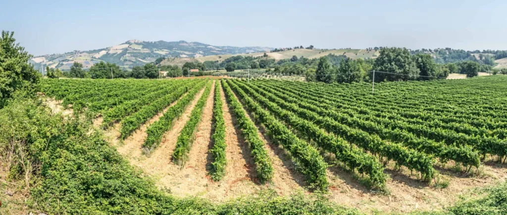 Agriturismo San Filippo Neri - Castignano (AP) - Agriturismo Marche - Vigneti